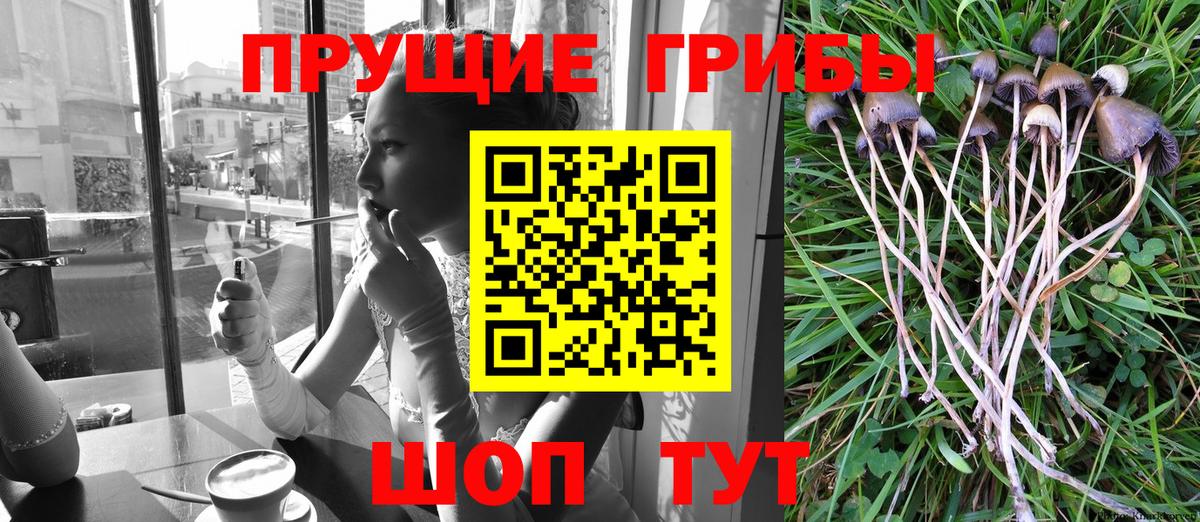 Михайловск  Псилоцибиновые грибы мицелий  Вход с VPN 